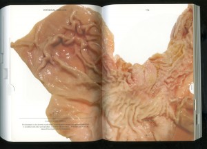 Pig part