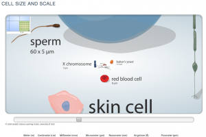 Zooming into increasingly small size comparison of cells. 