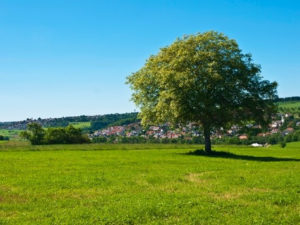 Photograph of a tree