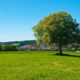 Photograph of a tree